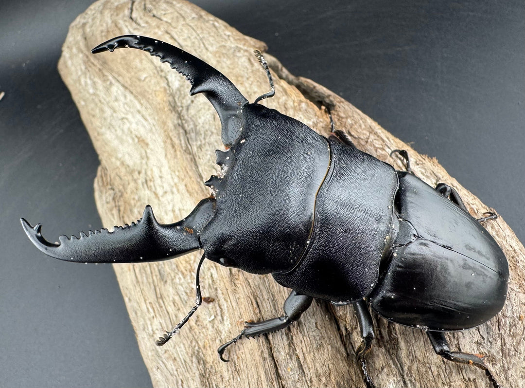 【WD】《パラワンオオヒラタ バタラザ産 98.5mm ペア》