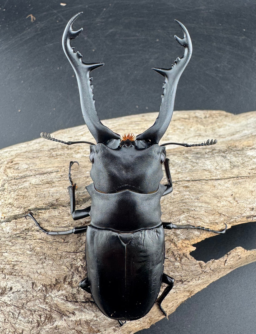 【WD】《 ギラファノコギリ亜種ボロブドゥール 96mm ペア》