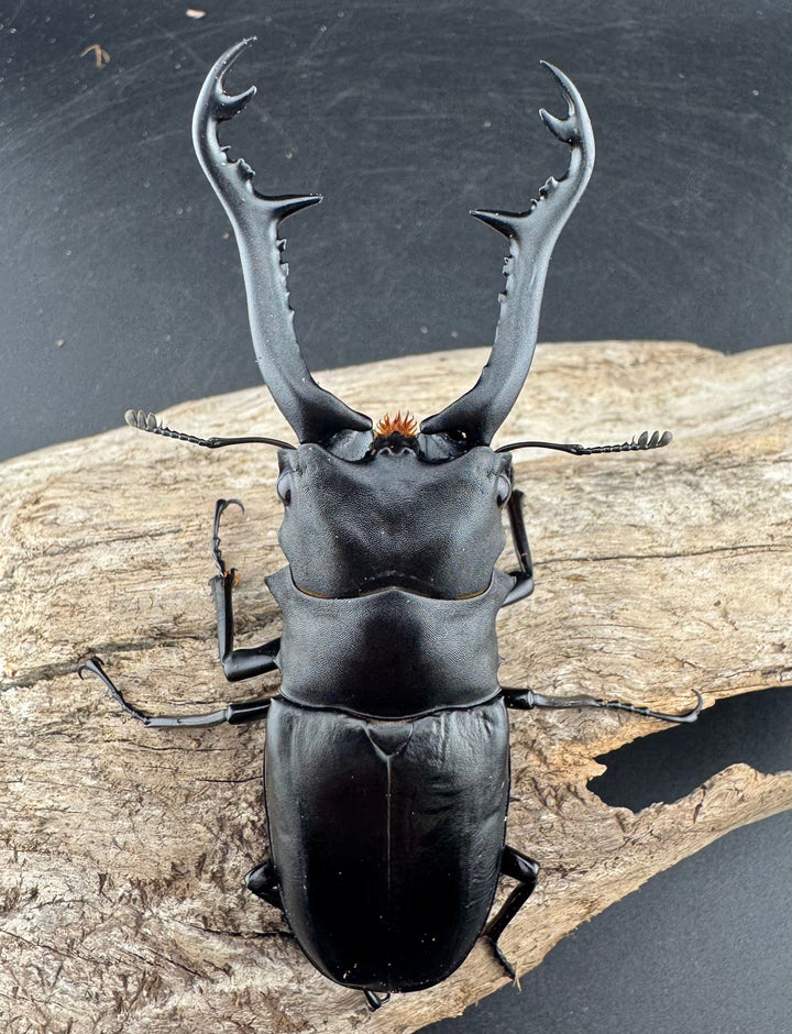 【WD】《 ギラファノコギリ亜種ボロブドゥール 96mm ペア》