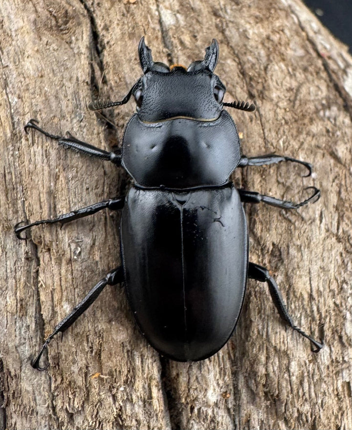 【WD】《アドゥンクスフタマタ ミャンマー北部亜種 52mm ♂♀♀トリオ》