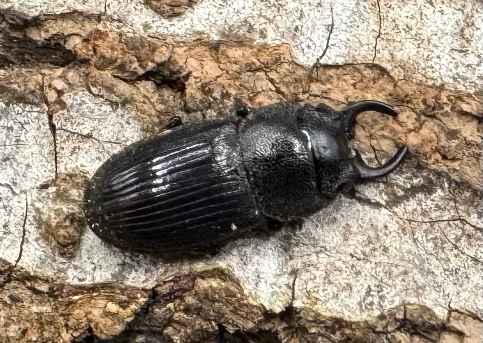 【標本用】【WD】《プレアンガーネブト Free ♀星ペア》