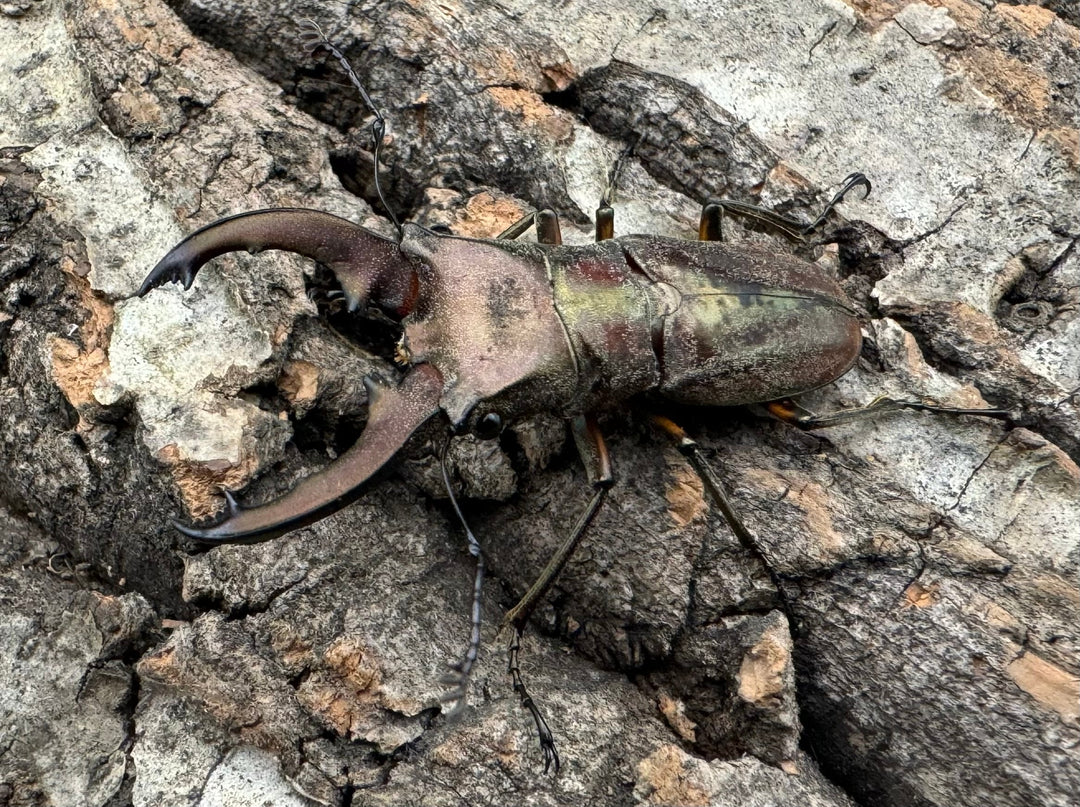 【WD】《ズベールホソアカ カタンドゥアネス産 43mm ペア》