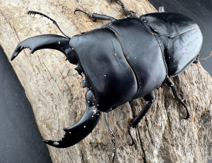 【WD】《スマトラオオヒラタ ベンクール産 86mm ペア》