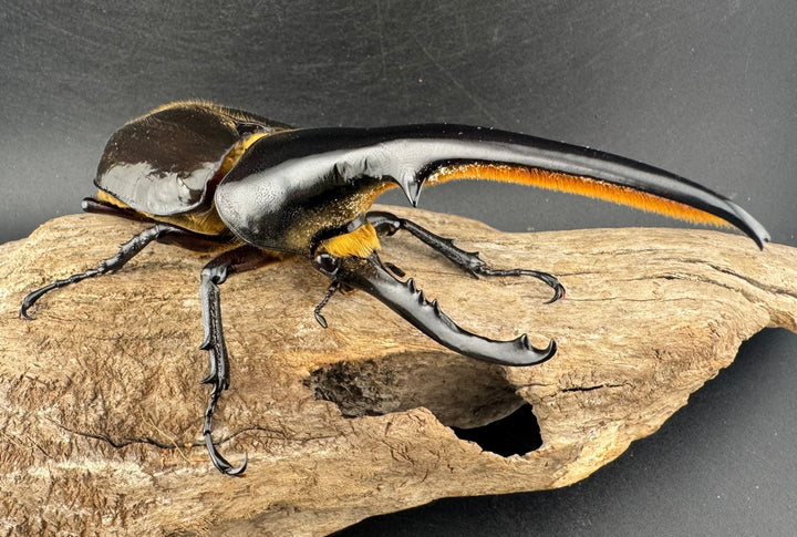 《ヘラクレス・ヘラクレス 134mm ペア》