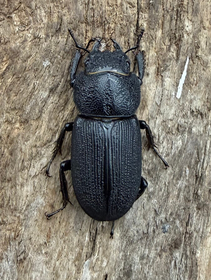 【WD】《ドルクス zhouchaoi（メンシウス ssp.） 21mm ペア》
