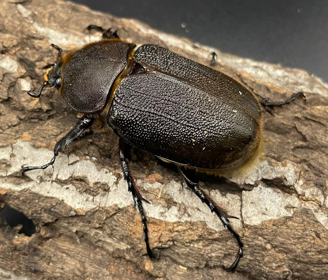 《ヘラクレス・ヘラクレス 126mm ペア》