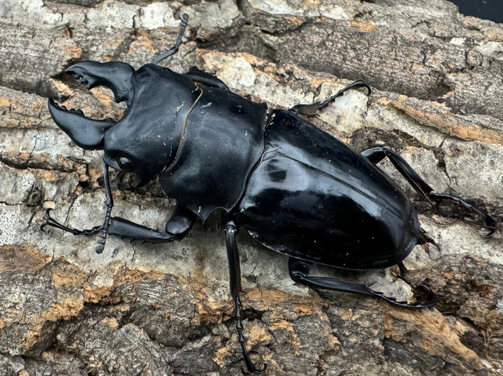 【WD】《シヴァツヤクワガタ 海南島産 70.5mm ペア》