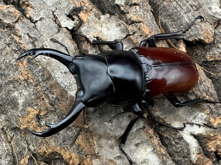 《アローコクワ亜種ノブヒロイ 54mm ペア》