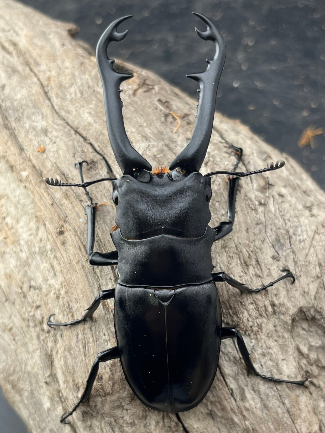 【WD】《 ギラファノコギリ亜種ボロブドゥール 92.5mm ペア》