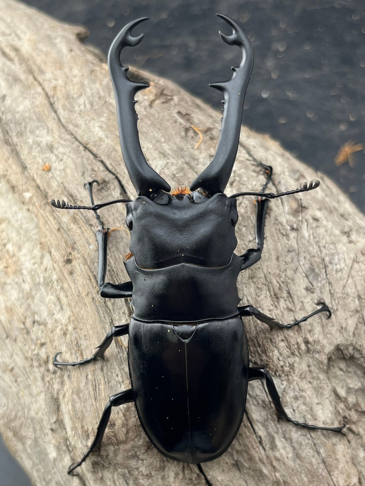 【WD】《 ギラファノコギリ亜種ボロブドゥール 92.5mm ペア》