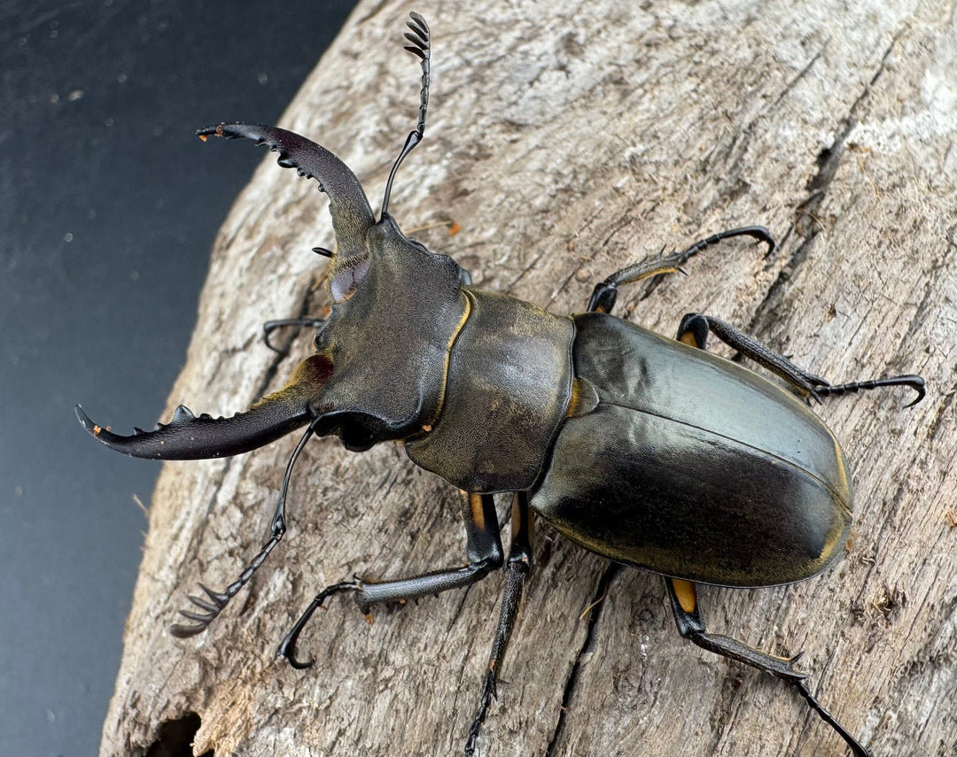 【WD】《カンターミヤマ亜種colasi 雲南省産 51mm ペア》