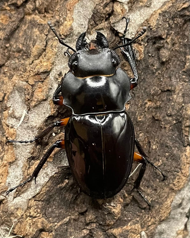 【WD】《インペリアリスツヤクワガタ 66mm ペア》