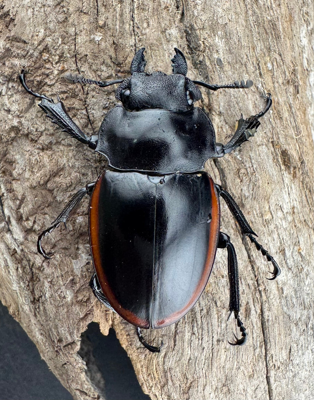 【WD】《クベラツヤクワガタ亜種sinensis 海南省産 58mm ペア》