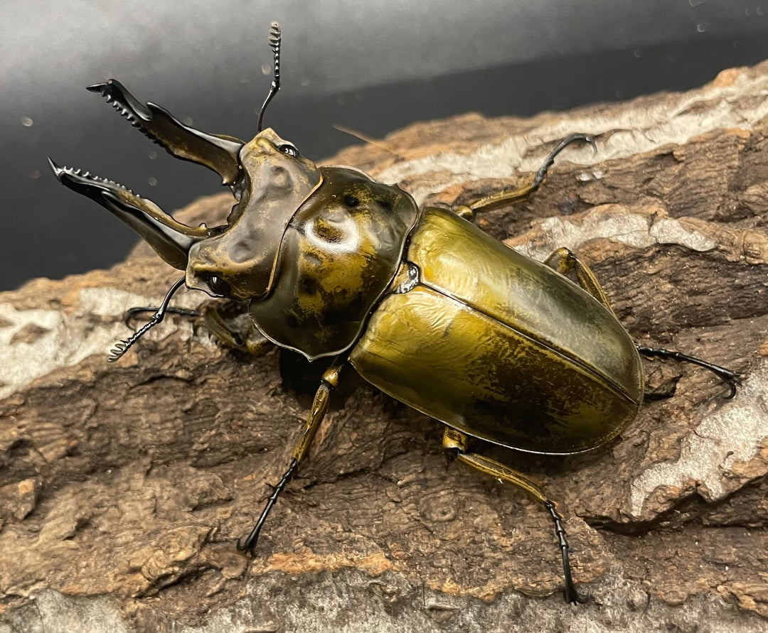 《ババオウゴンオニクワガタ 74.6mm ペア》