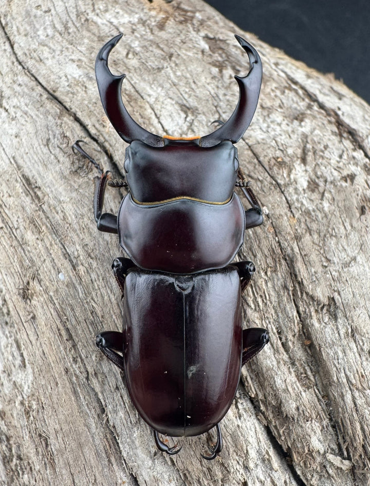 【WD】《ウォードコクワ チベット産 44mm ペア》