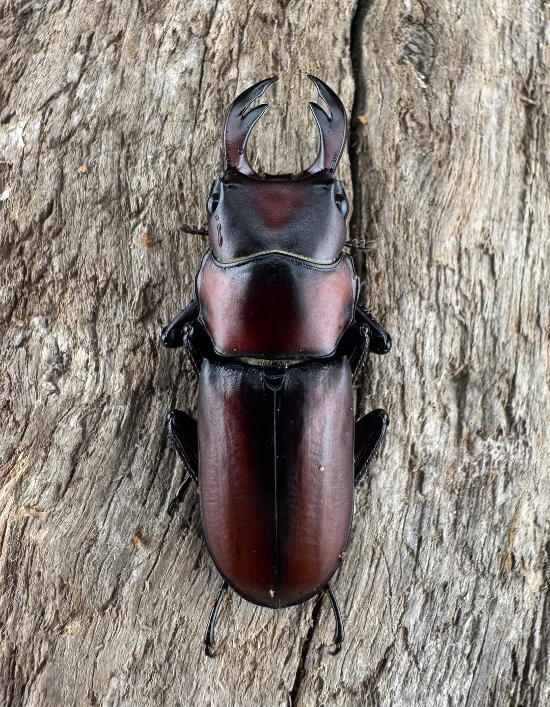 【WD】《アカヘリセスジ 27.5mm ペア》