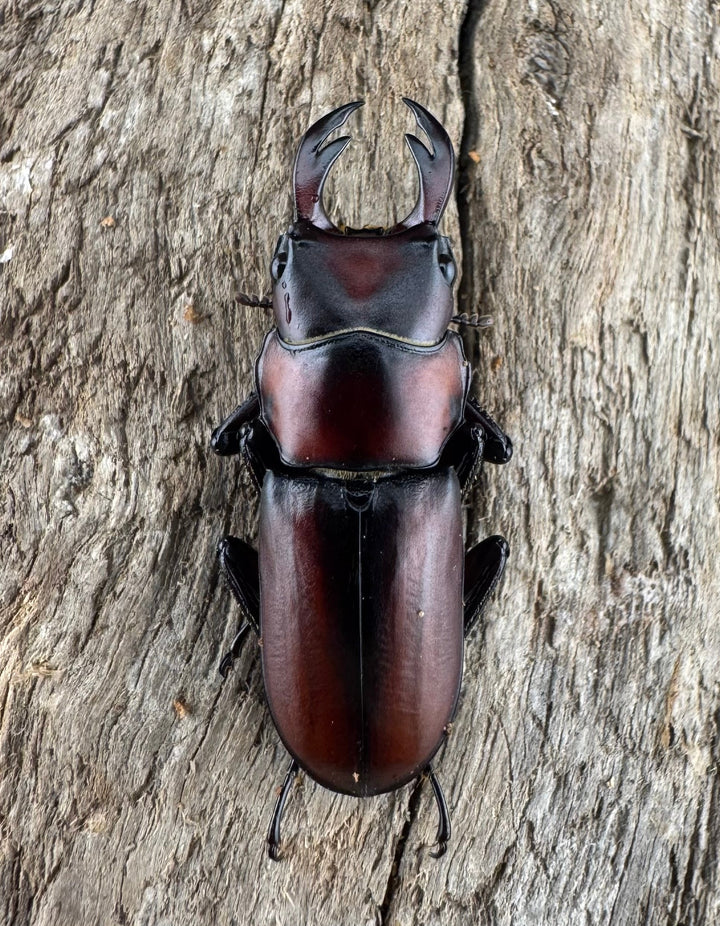 【WD】《アカヘリセスジ 27.5mm ペア》