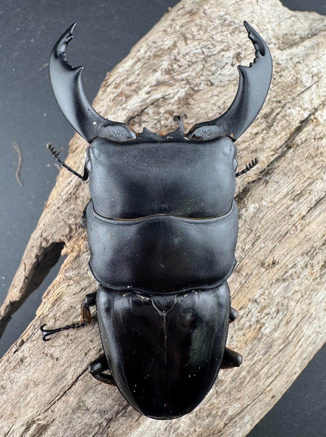 【WD】《スマトラオオヒラタ ベンクール産 86.5mm ペア》