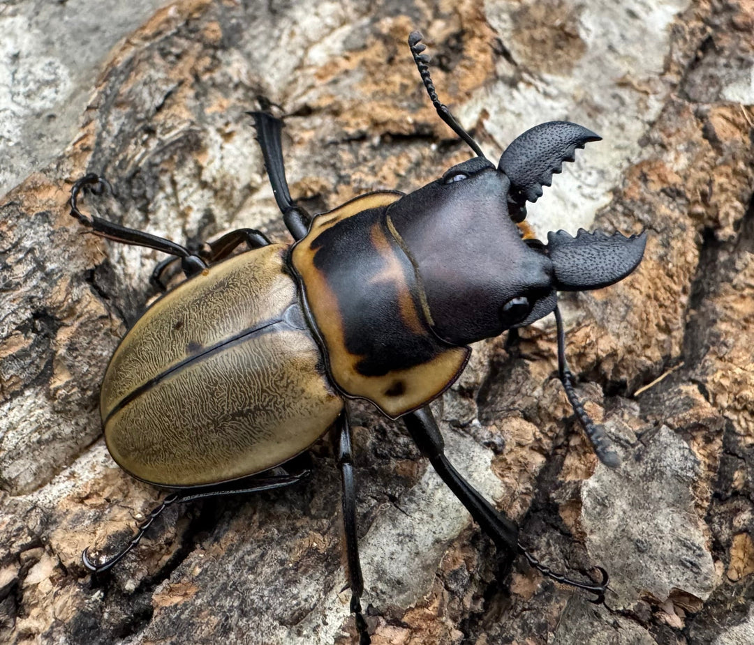 【WD】《ブルークツヤクワガタ 38mm ペア》