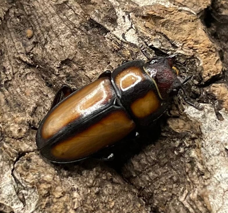 【WD】《スツラリスノコギリクワガタ 28.5mm B品ペア》