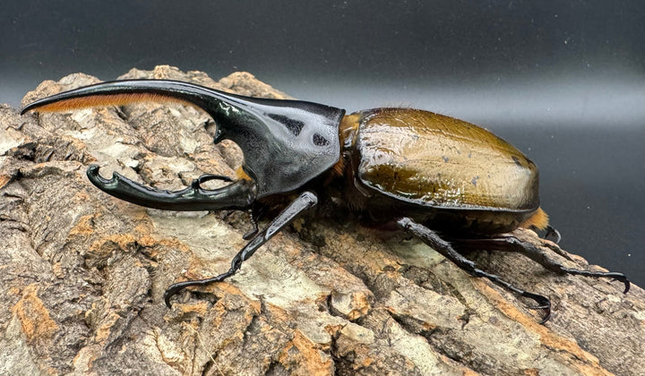 《ヘラクレス亜種オキシデンタリス 135mm ペア》