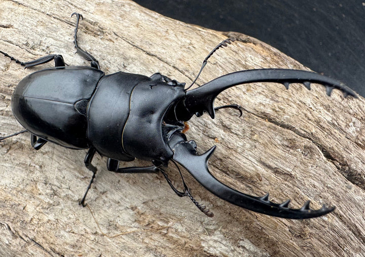 【WD】《フォルフィクラノコギリ原名亜種（マルバネノコギリ） 貴州省産 70mm ♂♀♀トリオ》