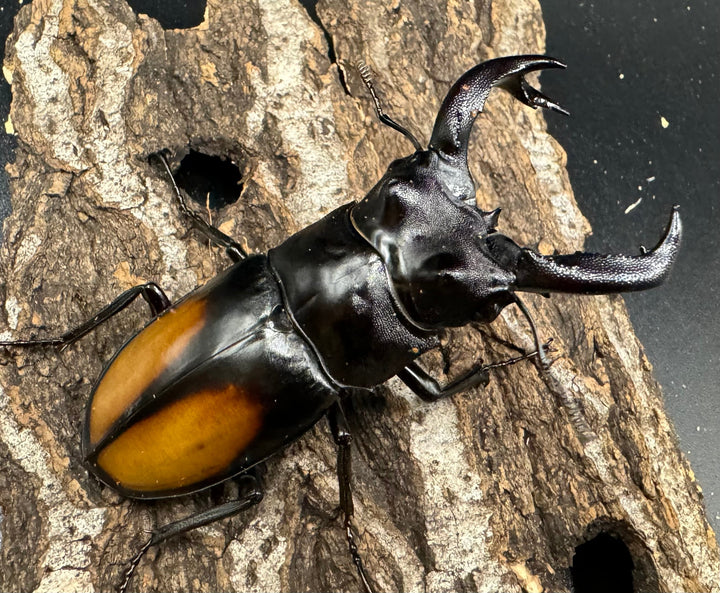 【WD】《セアカフタマタ（パリーフタマタ） 77mm ペア》