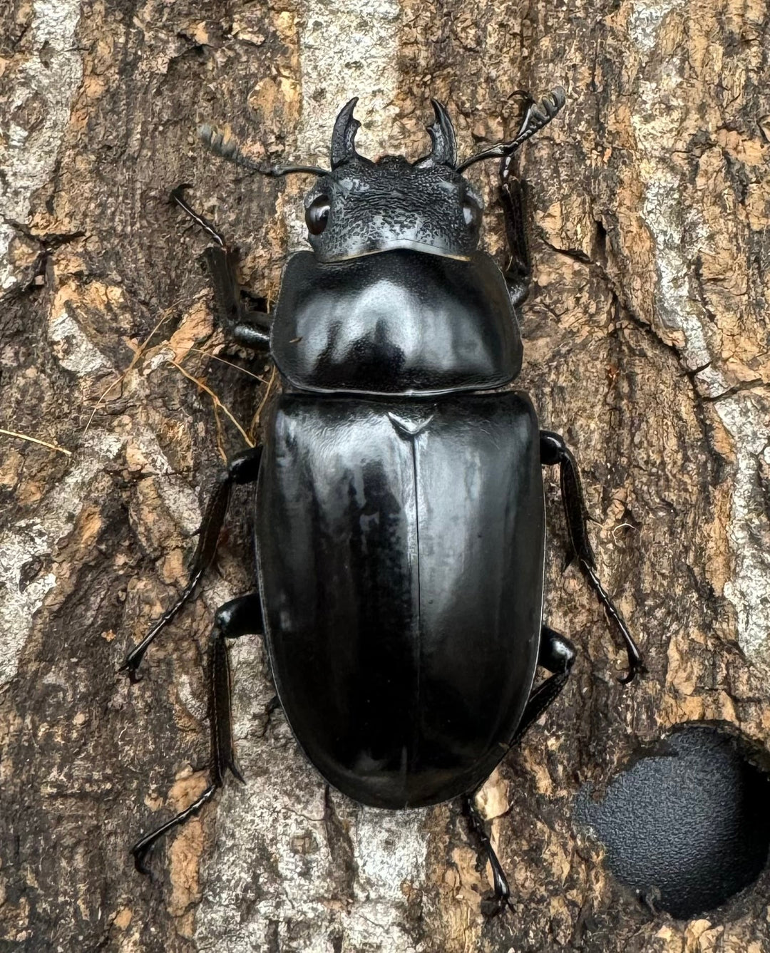 【WD】《ギラファノコギリ亜種ボロブドゥール 90mm ペア》