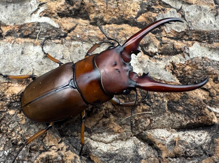 【WF3】《アスタコイデスノコギリ亜種ミズヌマイ 52mm ペア》