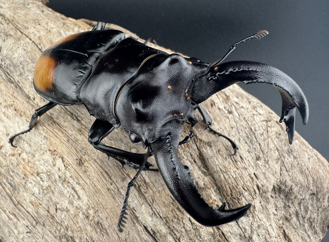 【WD】《セアカフタマタ（パリーフタマタ） 84mm ♂単》