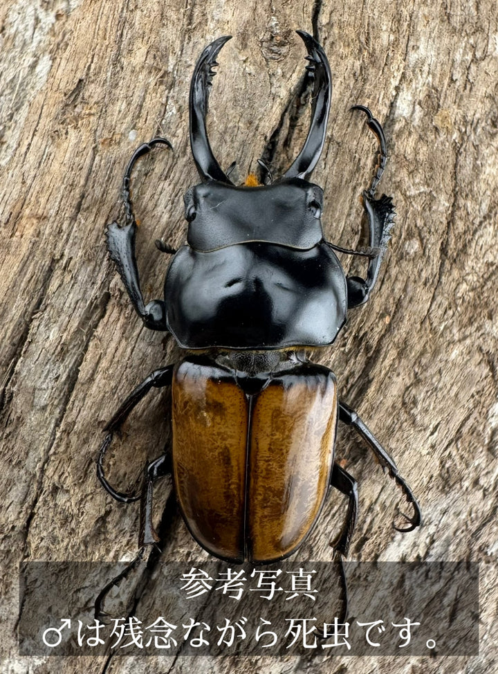 【WD】《ブロッシェルマルバネ Free ♀単》