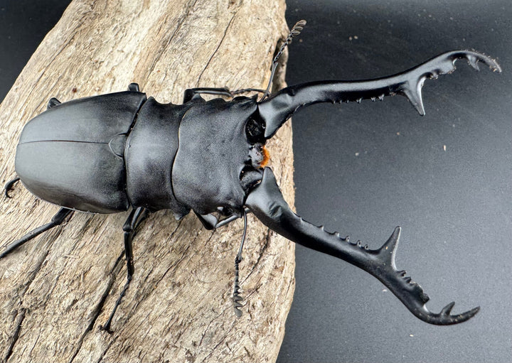 【WF2】《ギラファノコギリ亜種ケイスケ 108mm ペア》