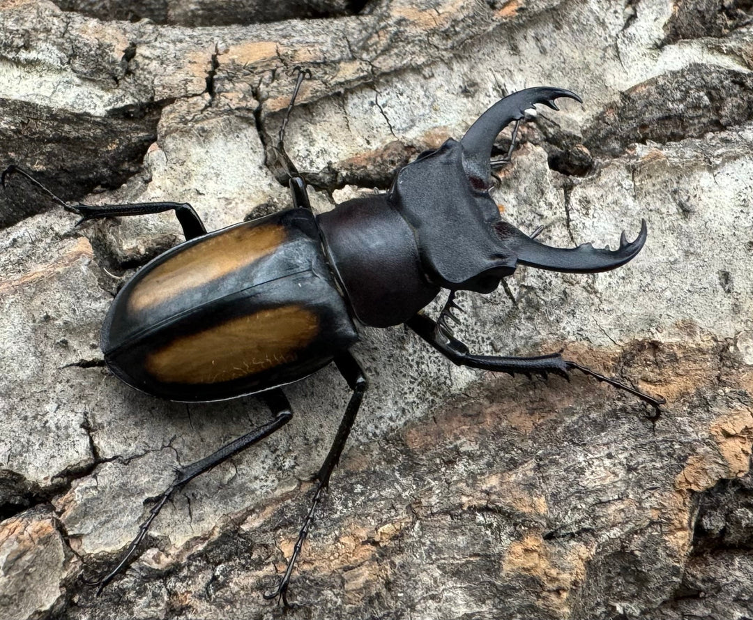 【WD】《パリーミヤマクワガタ 36mm ペア》