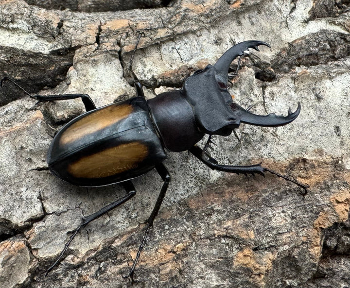 【WD】《パリーミヤマクワガタ 36mm ペア》