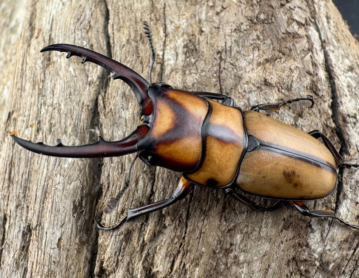 【WD】《スツラリスノコギリ 40mm ペア》