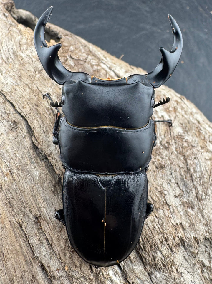 【WD】《ジャワパリーオオクワ 63mm ペア》