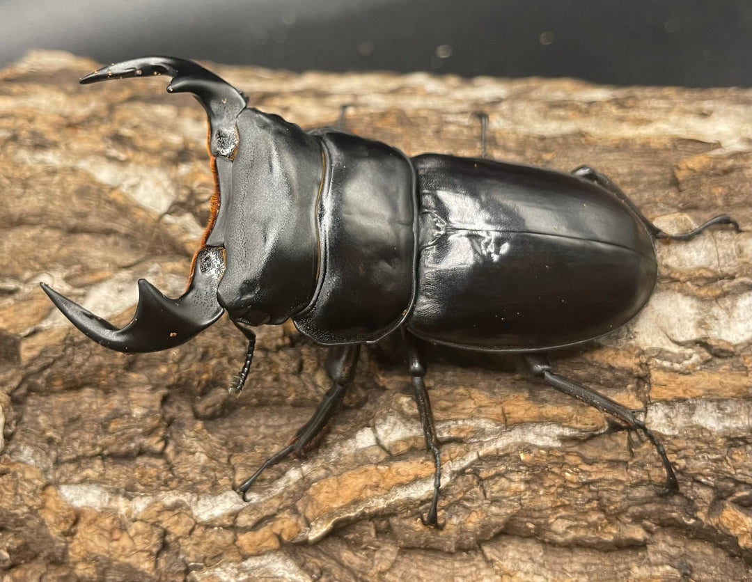 極太系《マレーアンタエウスオオクワ 68mm ペア》