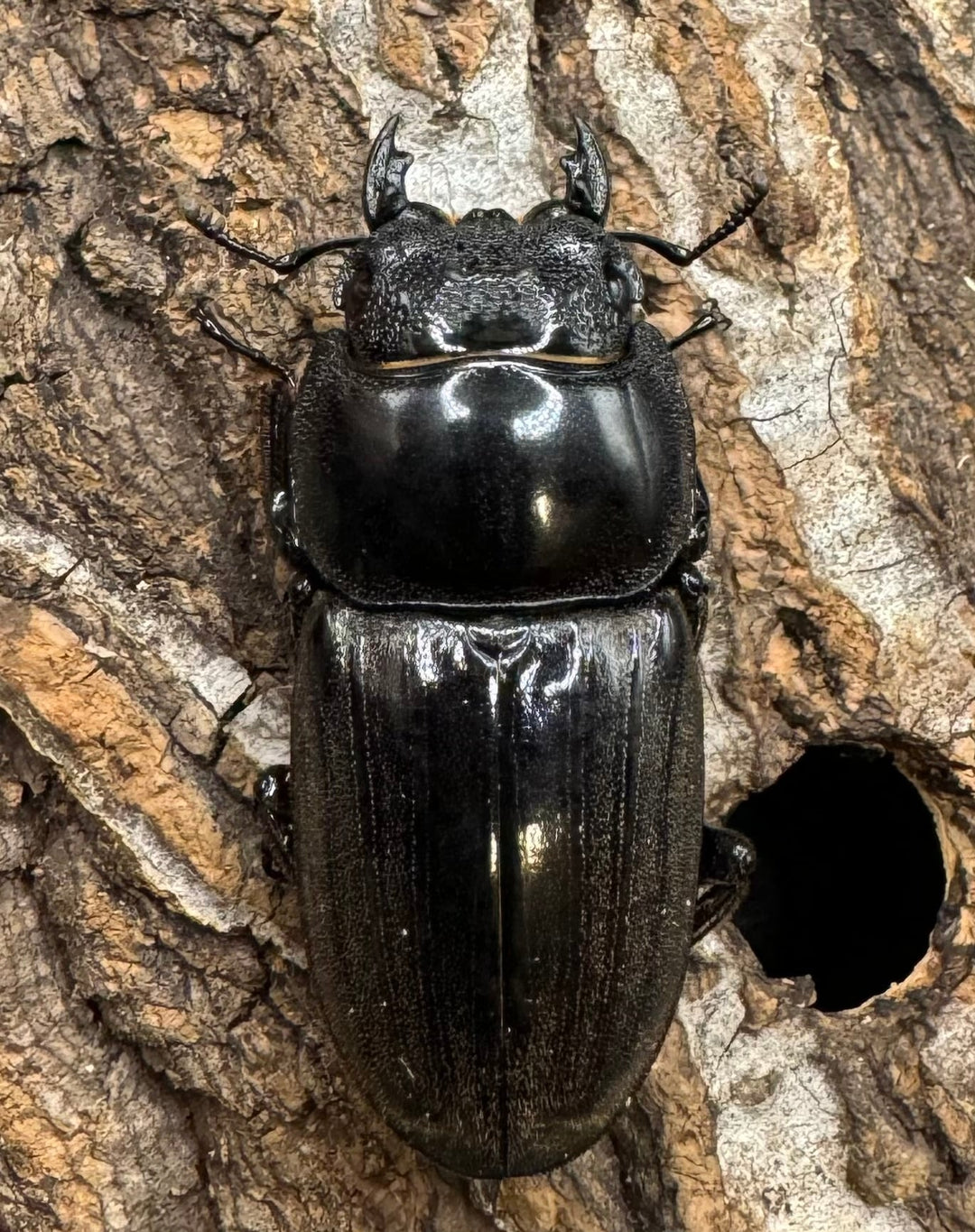 【WD】《東ジャワ産 ダイオウヒラタ 76mm ペア》