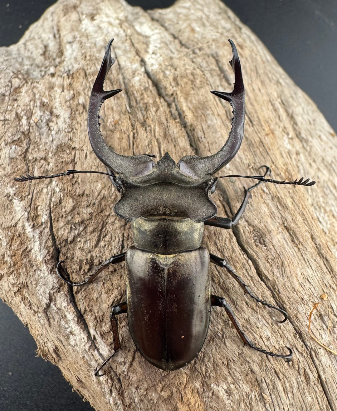 【WD】《クラーツミヤマ原名亜種 58.5mm ペア》