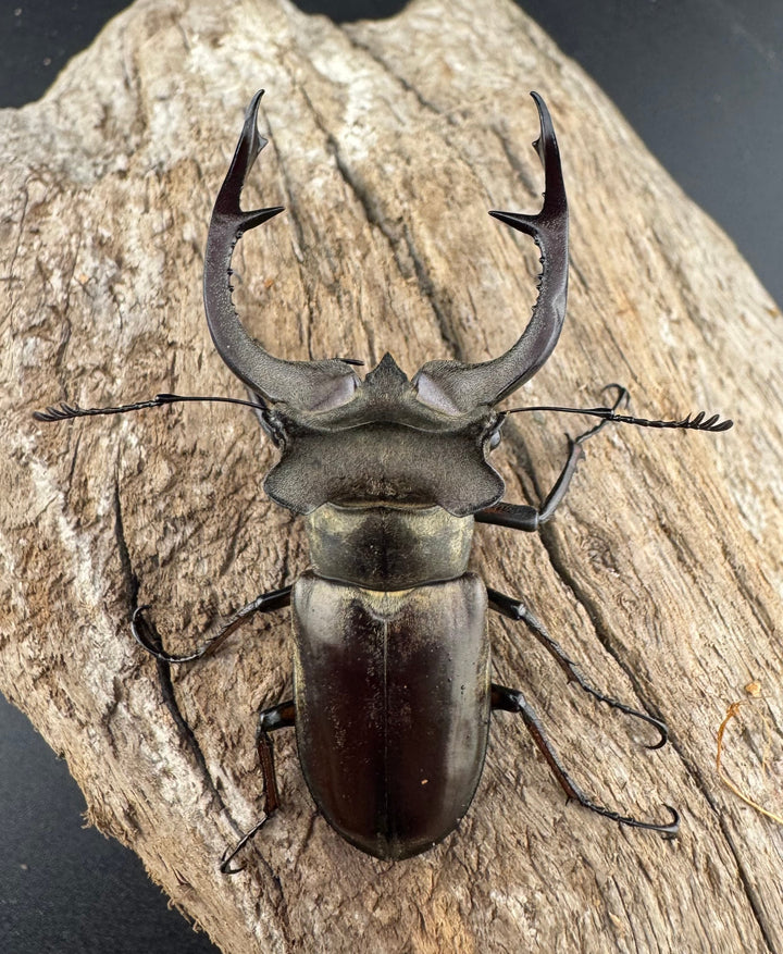 【WD】《クラーツミヤマ原名亜種 58.5mm ペア》