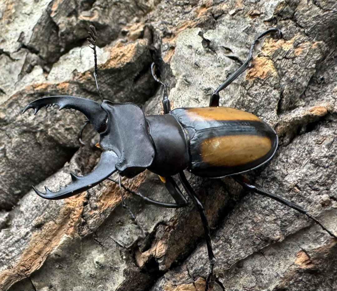 【WD】《パリーミヤマクワガタ 42.5mm ペア》