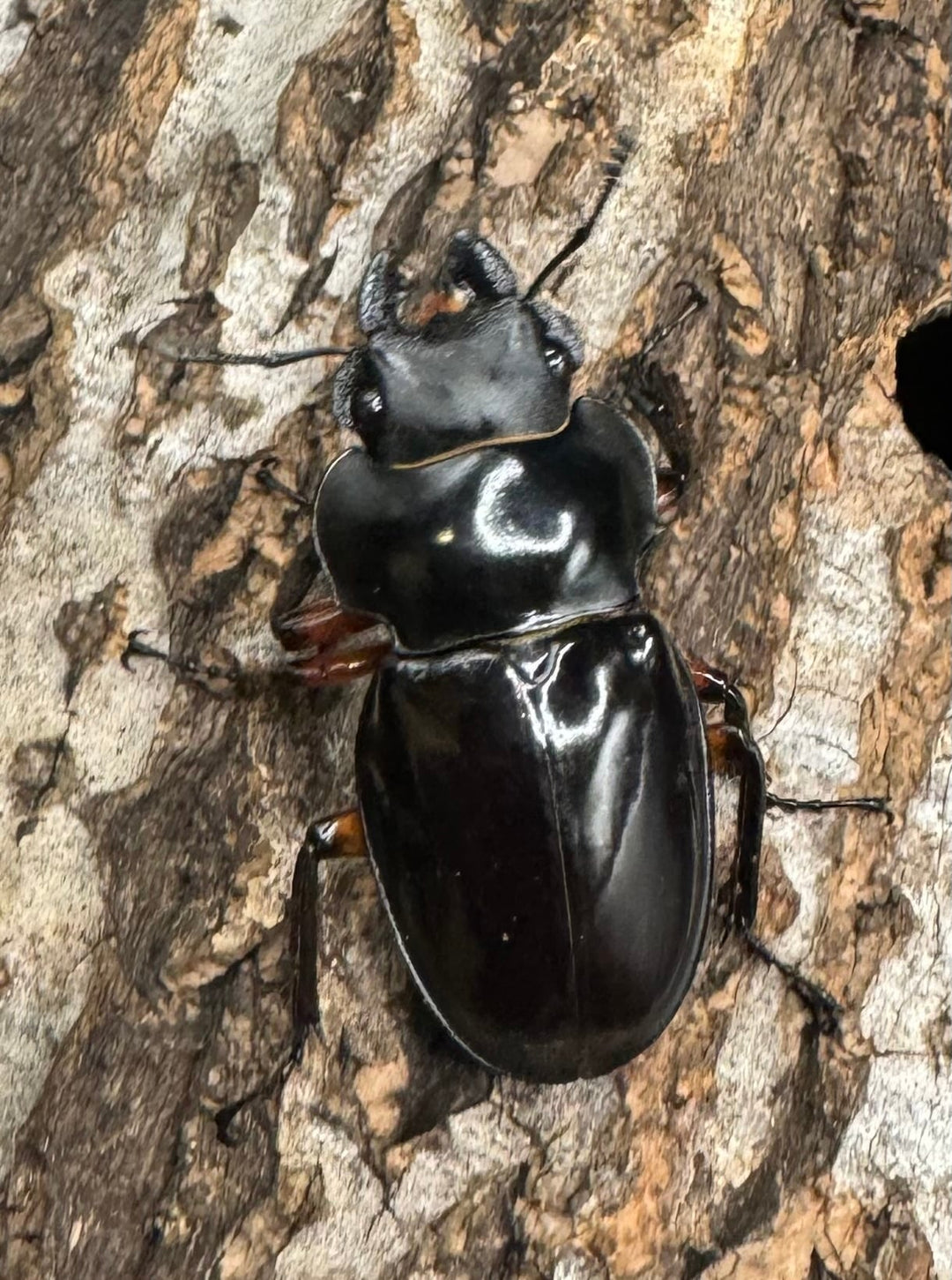 【WD】《インペリアリスツヤ亜種komorii 66.5mm ペア》