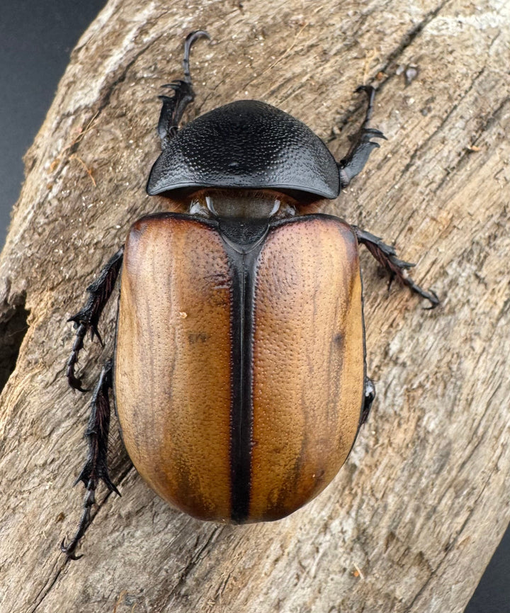 【WD】《ゴホンツノカブト原名亜種 ラオス産 78mm ペア》