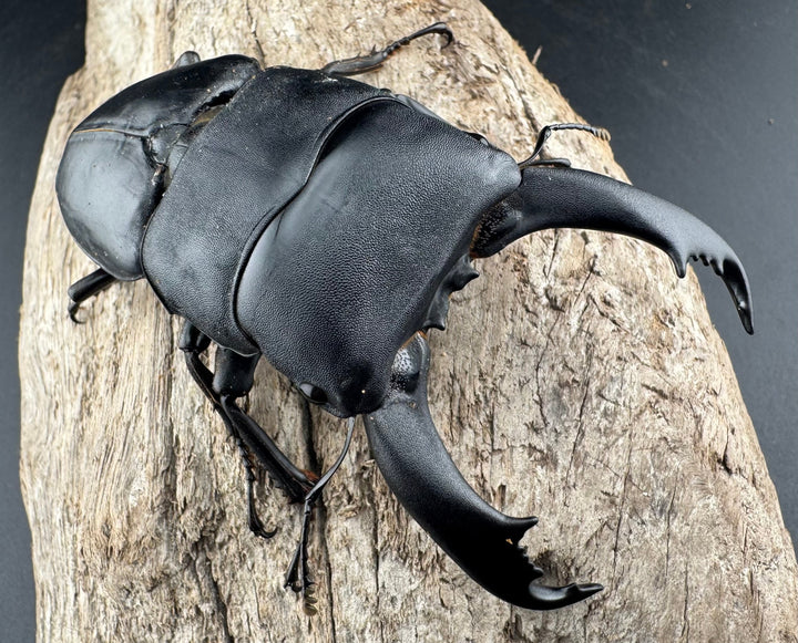 【WF1】《北カマリネスヒラタクワガタ 91mm ペア》