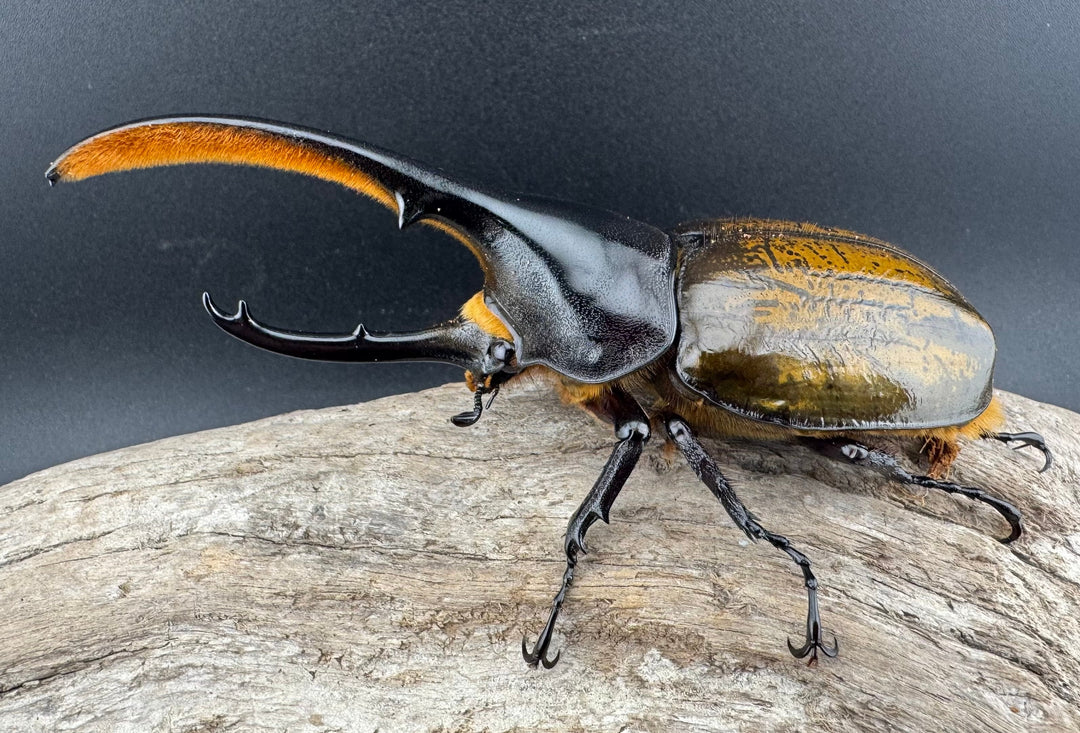 《 ヘラクレス・モリシマイ 煌血統アウトライン 120mm ペア》inohiro109氏ブリード個体