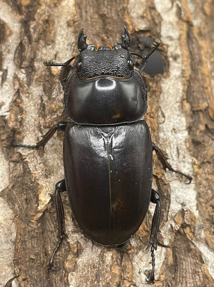 極太系《マレーアンタエウスオオクワ 68mm ペア》