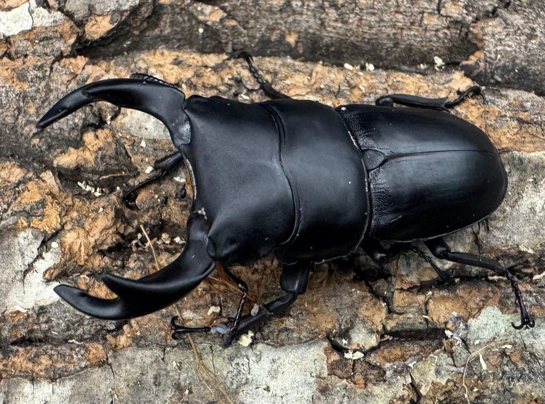 【WD】《ホペイオオクワガタ 山東省産 61mm ペア》