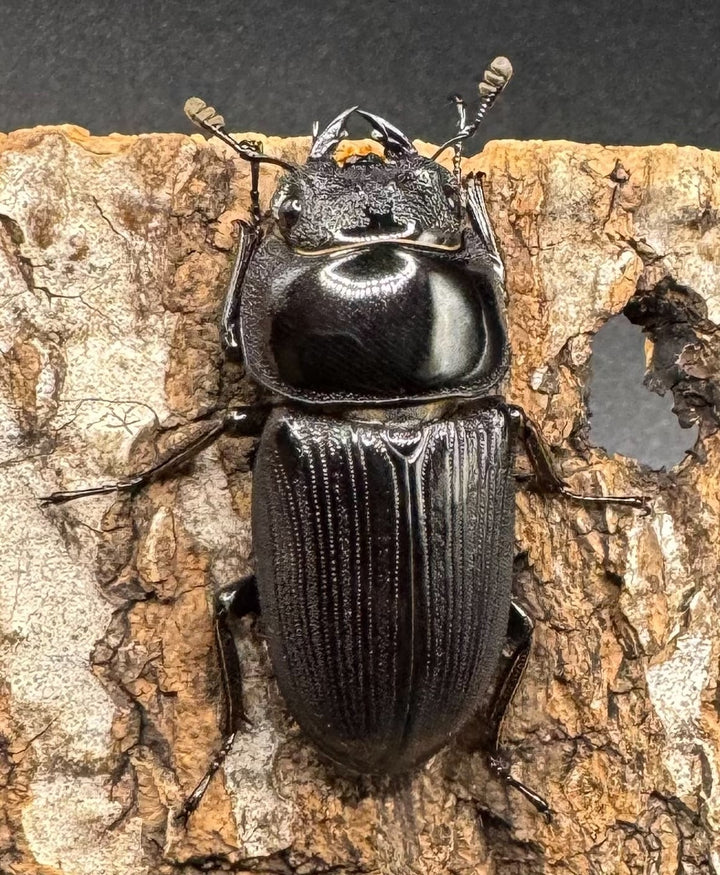 【WD】《クルビデンスオオクワ タイ産 67mm ペア》