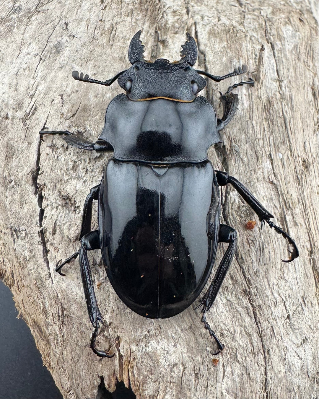 【WD】《インターメディアツヤクワガタ パラワン産 92mm ペア》