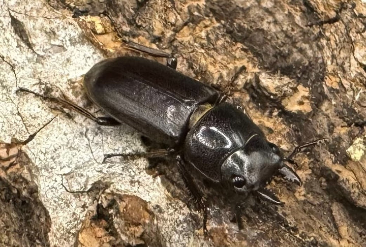 【WD】《パッサロイデスノコギリ Free ペア》